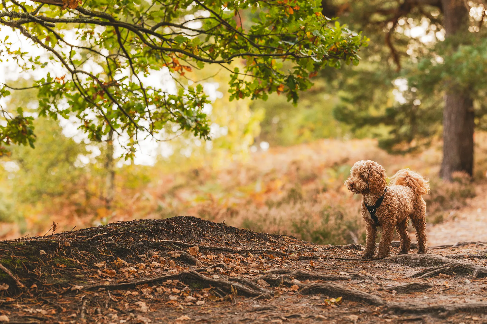 Family Dog Photography Dorset